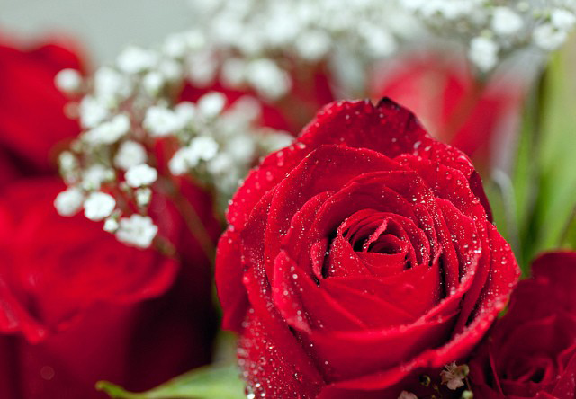 Bông hoa là biểu tượng của tình yêu và sự lãng mạn. Hãy đến với hình ảnh bông hoa tuyệt đẹp này để cảm nhận sự ngọt ngào và nồng nàn của tình yêu và sự lãng mạn này.