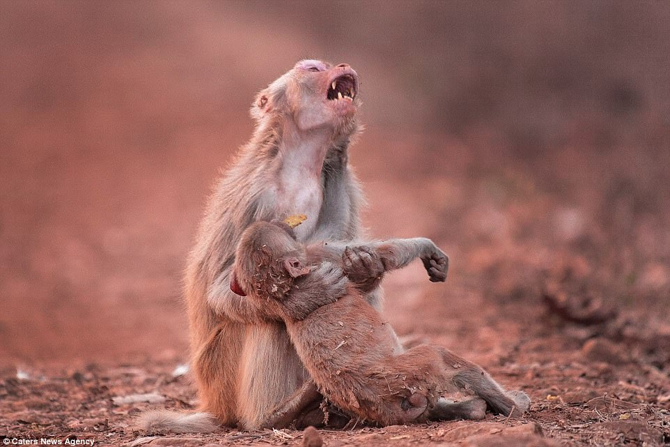 Hình ảnh ấm áp đầy tình mẫu tử khi một chú khỉ mẹ ôm chặt con nhỏ của mình, tạo nên khoảnh khắc đầy xúc động và đáng yêu.