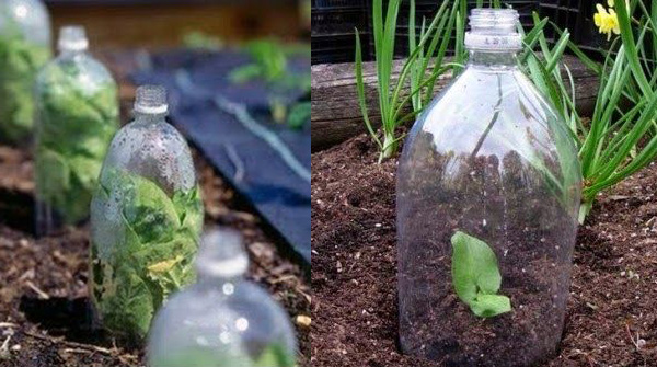 Discarded plastic bottles have all kinds of magical uses in the garden - 3