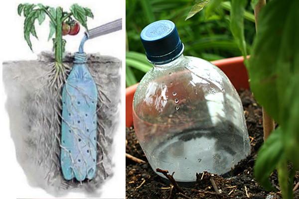 Discarded plastic bottles have all kinds of magical uses in the garden - 4