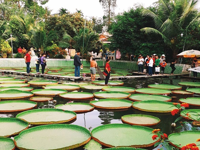 Ngỡ ngàng xem lá sen khổng lồ, hai người đứng lên không chìm ở Đồng Tháp
