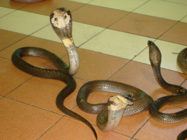 Rắn con: Hãy xem hình ảnh đáng yêu của những chú rắn con đang múa lượn thật đáng yêu và dễ thương. Họ rất nhỏ bé và đang học cách sinh tồn trong tự nhiên.