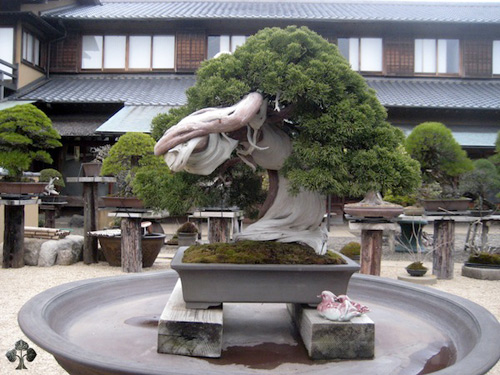 Chiêm ngưỡng mẫu bonsai đẹp nhất thế giới - 1