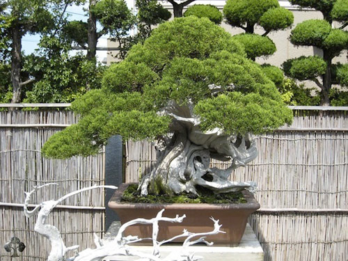 Chiêm ngưỡng mẫu bonsai đẹp nhất thế giới - 9
