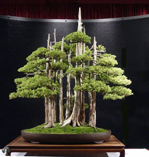 Chiêm ngưỡng mẫu bonsai đẹp nhất thế giới - 2