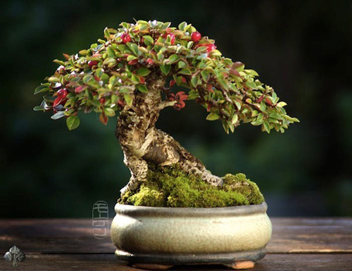Chiêm ngưỡng mẫu bonsai đẹp nhất thế giới - 3