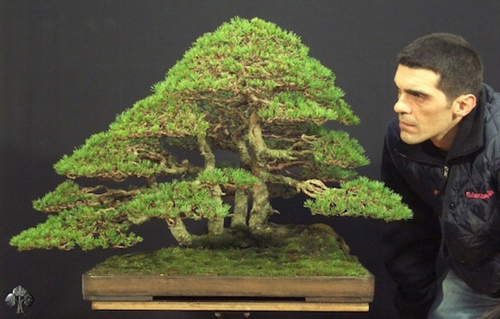 Chiêm ngưỡng mẫu bonsai đẹp nhất thế giới - 4
