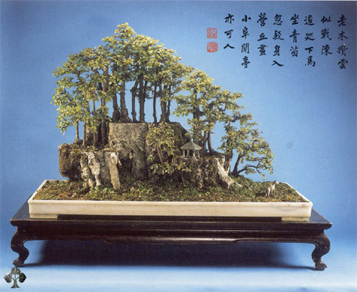 Chiêm ngưỡng mẫu bonsai đẹp nhất thế giới - 5