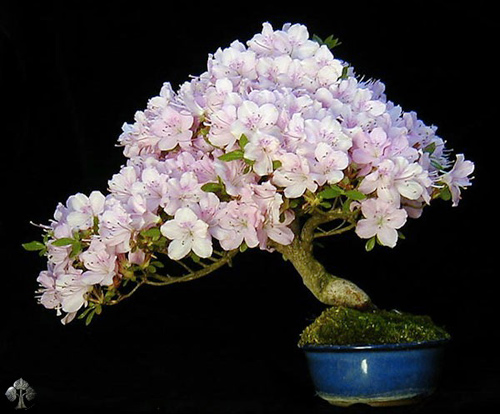 Chiêm ngưỡng mẫu bonsai đẹp nhất thế giới - 6