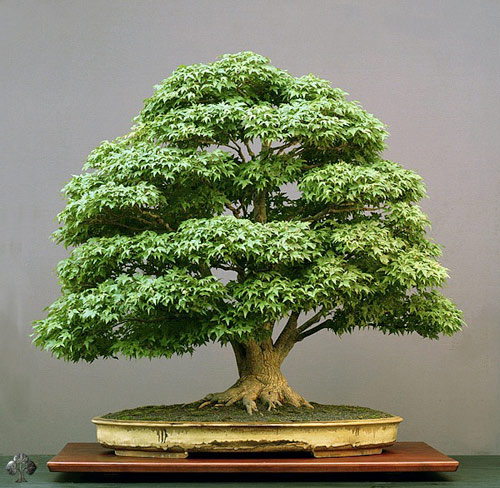 Chiêm ngưỡng mẫu bonsai đẹp nhất thế giới - 8