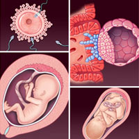 Quy trình phôi thai phát triển từ lúc thụ tinh đến khi sinh ra là như thế nào?
