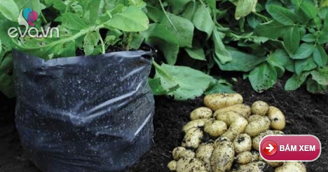 Выращивание картофеля домашних условиях. Всходы картофеля. Рассада картофеля в опилках. Картошка растет. Выращиваем картофель в горшках.