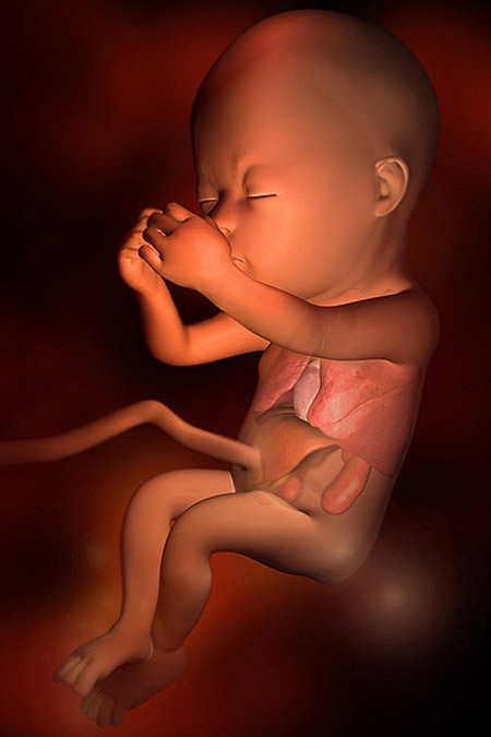 Kết quả hình ảnh cho Sự phát triển thai nhi 17 tuần tuổi?