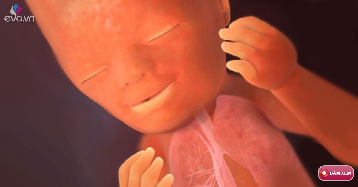 Thai nhi 19 tuần tuổi: Nếu là bé gái, tử cung, ống dẫn trứng bắt ...