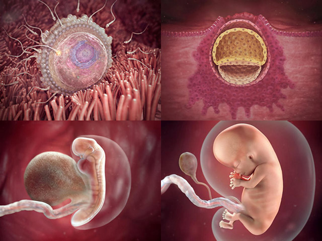 Siêu âm thai nhi: Hình ảnh siêu âm thai nhi sẽ đưa bạn đến với những khoảnh khắc đặc biệt trong quá trình mang thai. Bạn sẽ được thấy những hình ảnh tuyệt đẹp của một sinh vật nhỏ bé đang phát triển mạnh mẽ bên trong bụng mẹ.
