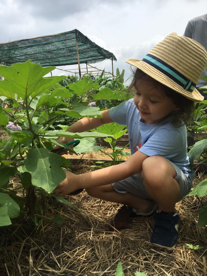 Con trai lê phương trồng rau bắt sâu con hồng nhung lội bùn cấy lúa