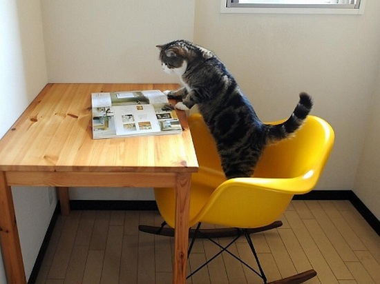 Vì sao mèo Maru lại trở thành thú cưng “vạn người mê”, hot nhất thế giới? - 16