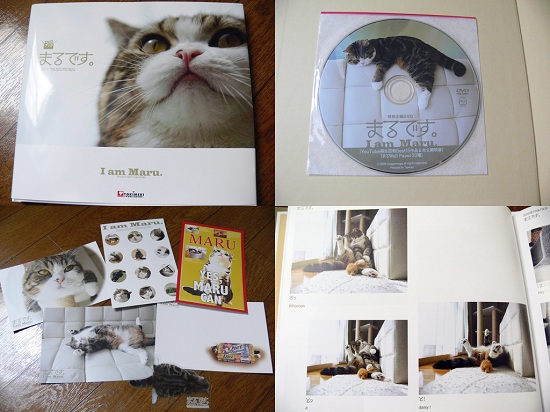 Vì sao mèo Maru lại trở thành thú cưng “vạn người mê”, hot nhất thế giới? - 3