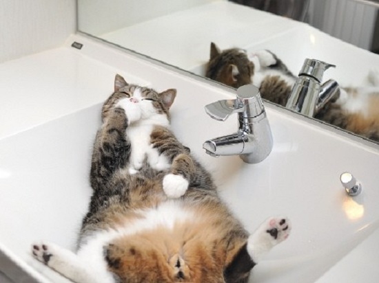 Vì sao mèo Maru lại trở thành thú cưng “vạn người mê”, hot nhất thế giới? - 17