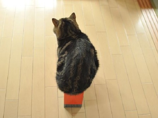 Vì sao mèo Maru lại trở thành thú cưng “vạn người mê”, hot nhất thế giới? - 7