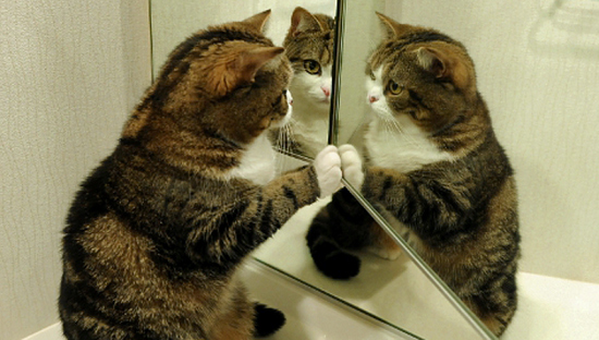 Vì sao mèo Maru lại trở thành thú cưng “vạn người mê”, hot nhất thế giới? - 18