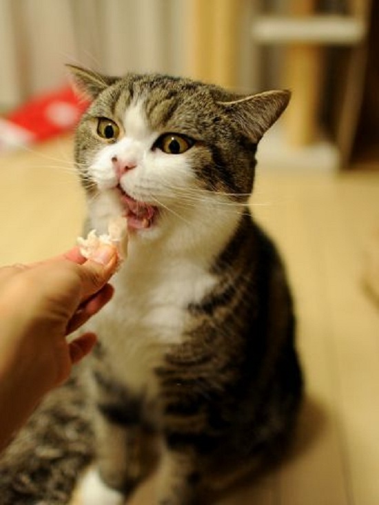 Vì sao mèo Maru lại trở thành thú cưng “vạn người mê”, hot nhất thế giới? - 19