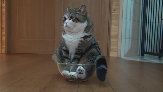 Vì sao mèo Maru lại trở thành thú cưng “vạn người mê”, hot nhất thế giới? - 8