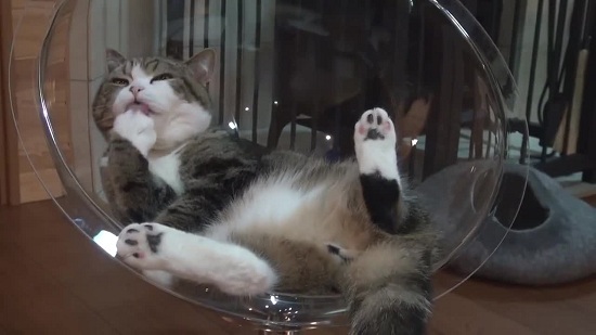 Vì sao mèo Maru lại trở thành thú cưng “vạn người mê”, hot nhất thế giới? - 15