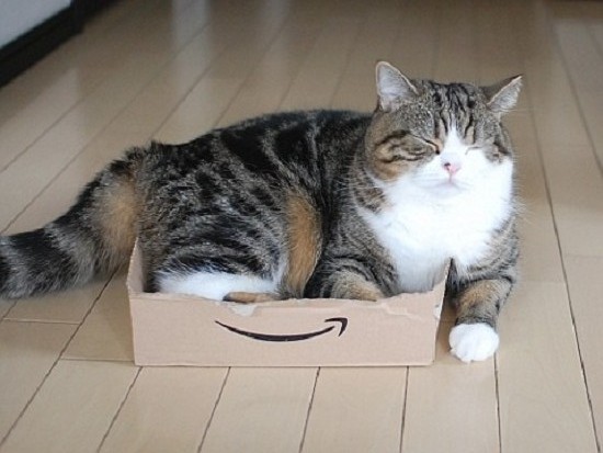 Vì sao mèo Maru lại trở thành thú cưng “vạn người mê”, hot nhất thế giới? - 13