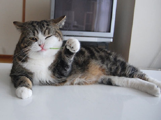 Vì sao mèo Maru lại trở thành thú cưng “vạn người mê”, hot nhất thế giới? - 4