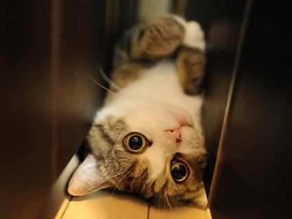 Vì sao mèo Maru lại trở thành thú cưng “vạn người mê”, hot nhất thế giới? - 10