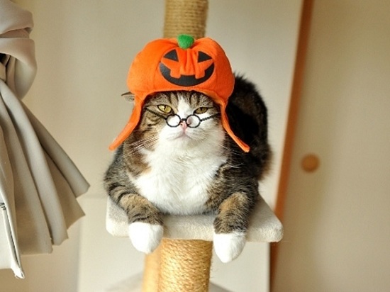 Vì sao mèo Maru lại trở thành thú cưng “vạn người mê”, hot nhất thế giới? - 1