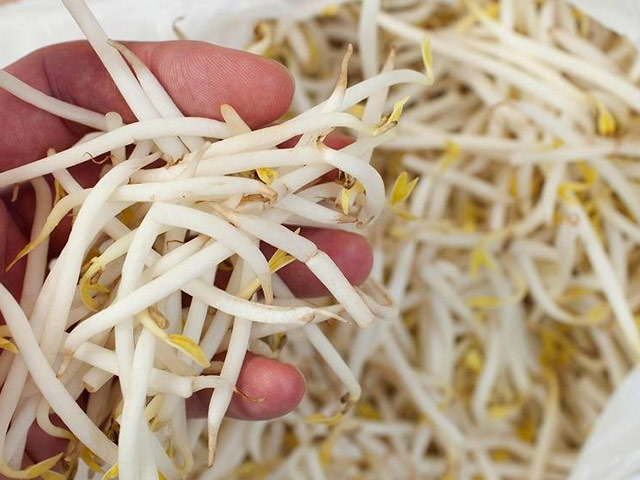 Người làm giá đỗ gia truyền chỉ cách nhận biết giá đỗ ngâm hóa chất