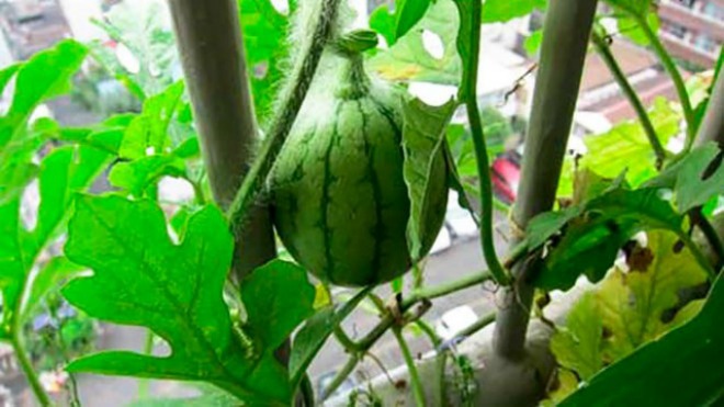 Mách chị em cách trồng dưa hấu trong chậu cực đơn giản, cho quả vừa to vừa ngọt - 3