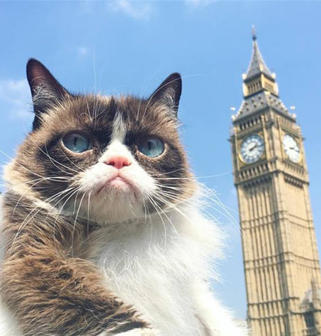Hành trình vòng quanh London cùng Cô Mèo Cau Có - Tardar Sauce