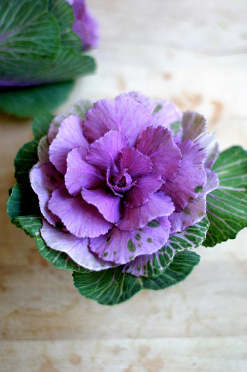 Hoa Dep | Cách cắm HOA ĐẸP lạ mắt với 2 mẫu hoa bắp cải