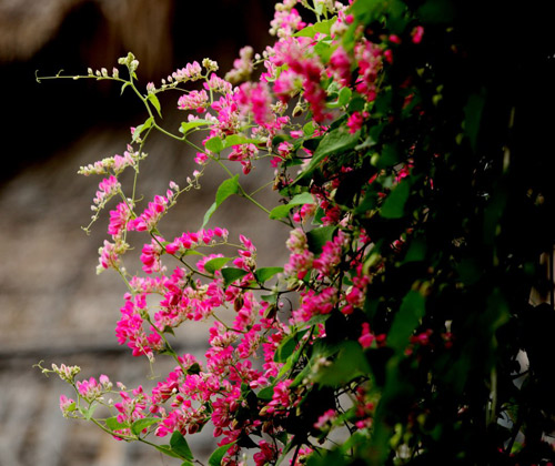 Hoa leo nào được ưa chuộng trồng trước nhà | Farmvina Cây Hoa Kiểng