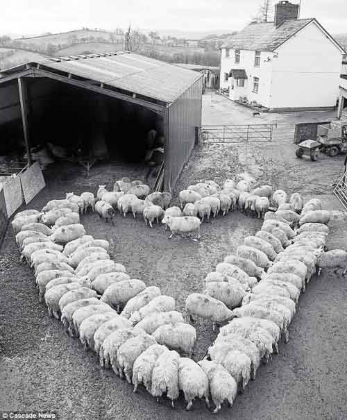 Độc Đáo 100 Con Cừu Xếp Thành Hình Trái Tim