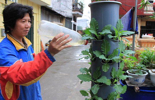 Kỹ thuật trồng rau sạch bằng ống nhựa cả nhà ăn không xuể  MVietQ