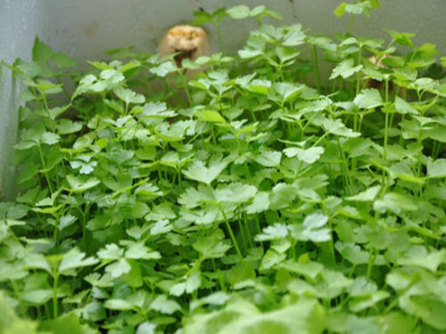 Tác dụng bất ngờ của rau mùi với sức khỏe