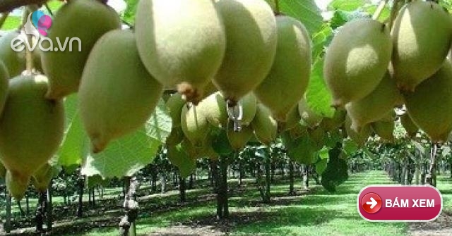 Tự trồng kiwi sai lúc lỉu tại nhà chẳng còn khó tại Việt Nam