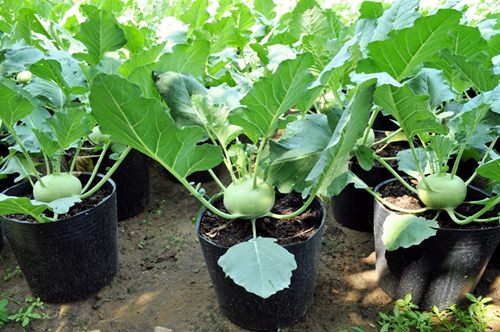 Những loại rau củ chị em nên trồng để vẫn đủ rau ăn cho mùa đông lạnh giá