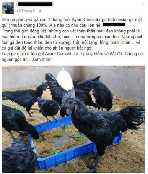 Giống gà kỳ lạ đen từ thịt đến trứng