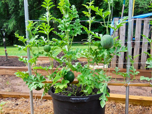 Với mẹo này trồng dưa hấu trong chậu trở nên cực kỳ đơn giản