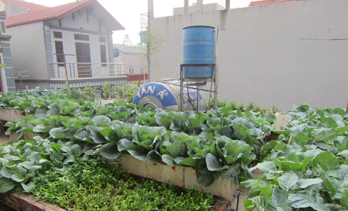 Mẹ việt tận dụng từng góc sân thượng để trồng rau cải thiện bữa ăn gia đình