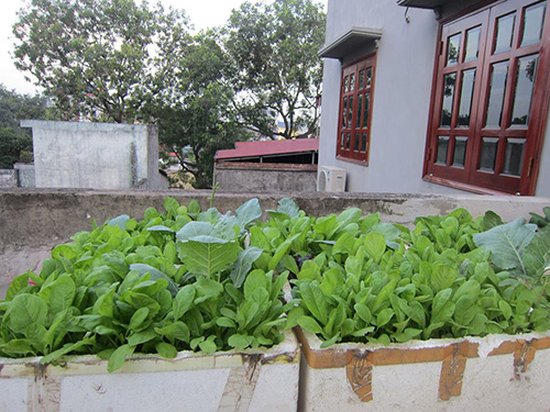 Mẹ việt tận dụng từng góc sân thượng để trồng rau cải thiện bữa ăn gia đình