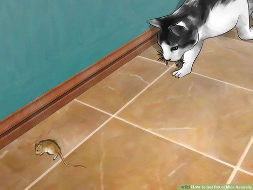Làm theo 3 cách này đảm bảo nhà bạn sẽ không còn bóng dáng một con chuột