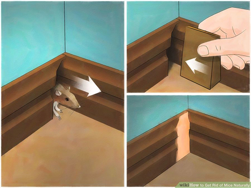 Làm theo 3 cách này đảm bảo nhà bạn sẽ không còn bóng dáng một con chuột