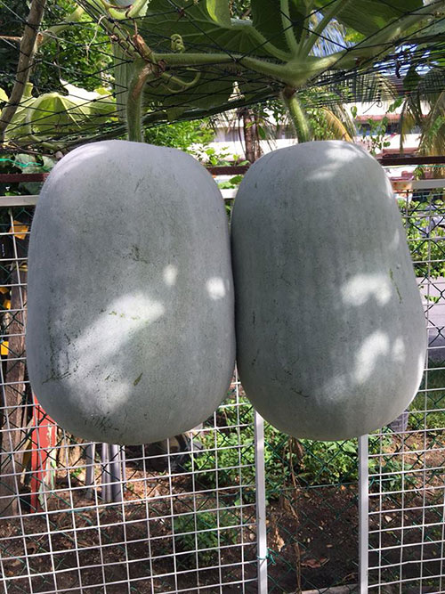 Cách trồng bí ngô trên giàn trĩu quả của mẹ việt tại malaysia