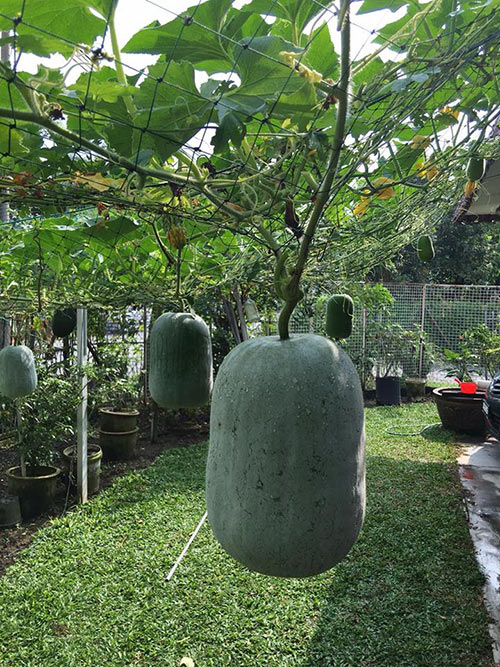 Cách trồng bí ngô trên giàn trĩu quả của mẹ việt tại malaysia